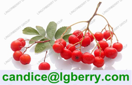 Natural anthocyanin of chokeberry extract