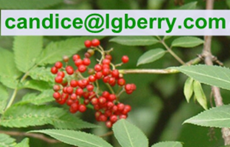 Fruit blend 100% pure elderberry fruit powder