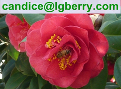 Pure Camellia Bee Pollen