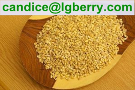 Plant protein meal replacement powder