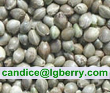 Natural Hemp seed Isolate Protein powder (90% protein)