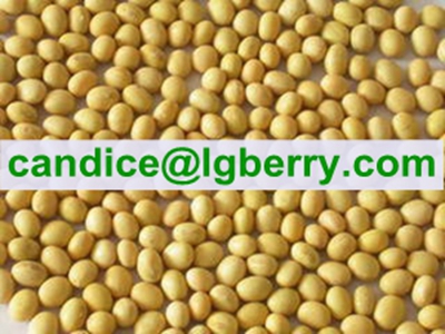 Isolate Soya protein(NON-GMO soybean)