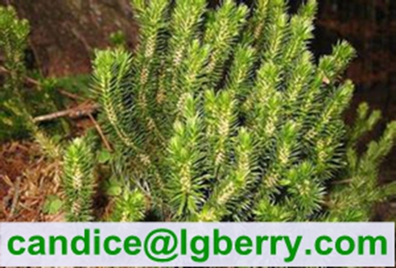 Huperzine A /Huperzia Serrata Extract 1%
