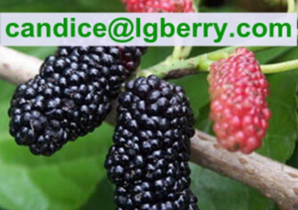 Natural fruit extract anthocyanin mulberry extract powder