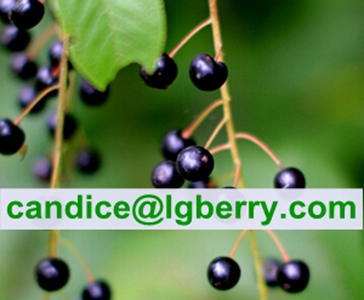 Prunus Padus Extract