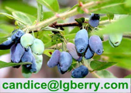 Pure Natural Lonicera caerulea Powder