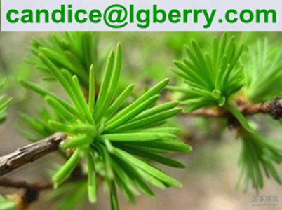 Water Soluble Pine needle protein 80%