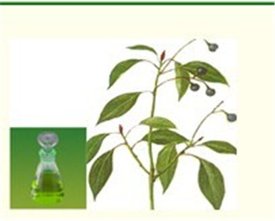 Camphor Oil