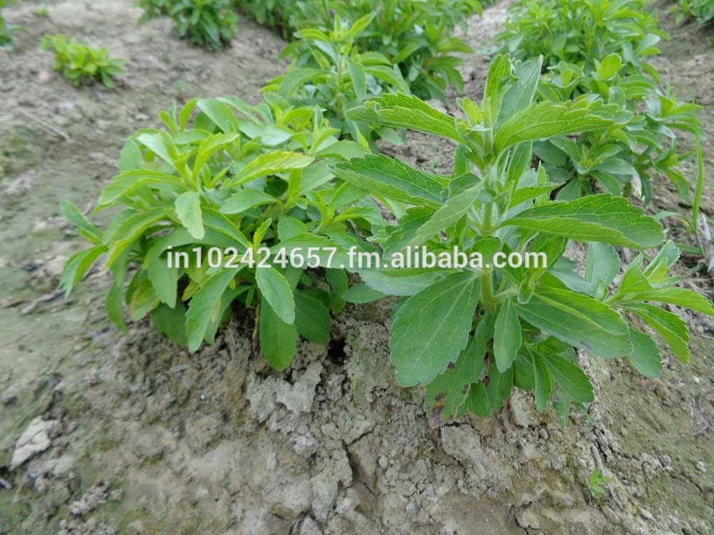 Stevia Seeds, Leaves, Seedlings