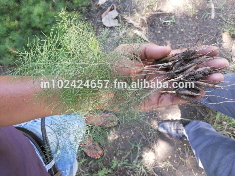 Shatavar - asparagus racemosus