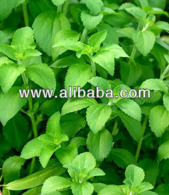Stevia Leaves