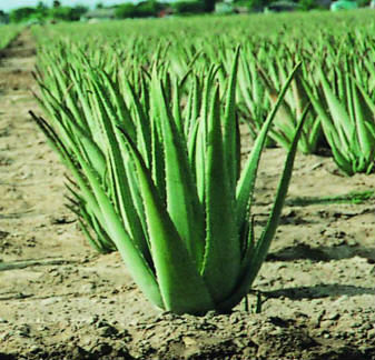 Aloe Vera