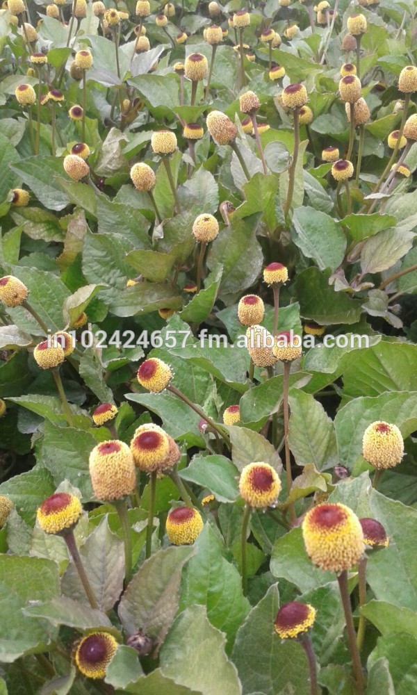 Spilanthes Acemella - Akarkara
