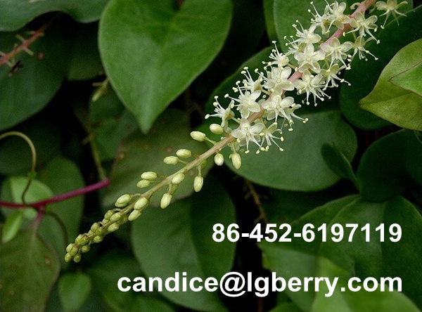 Pure natural wild basella alba extract