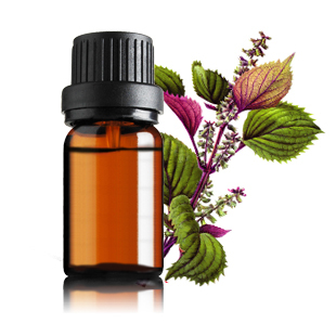 ç´«è‹ç±½æ²¹ Perilla seed oil