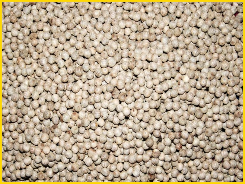 White pepper Vietnam origin
