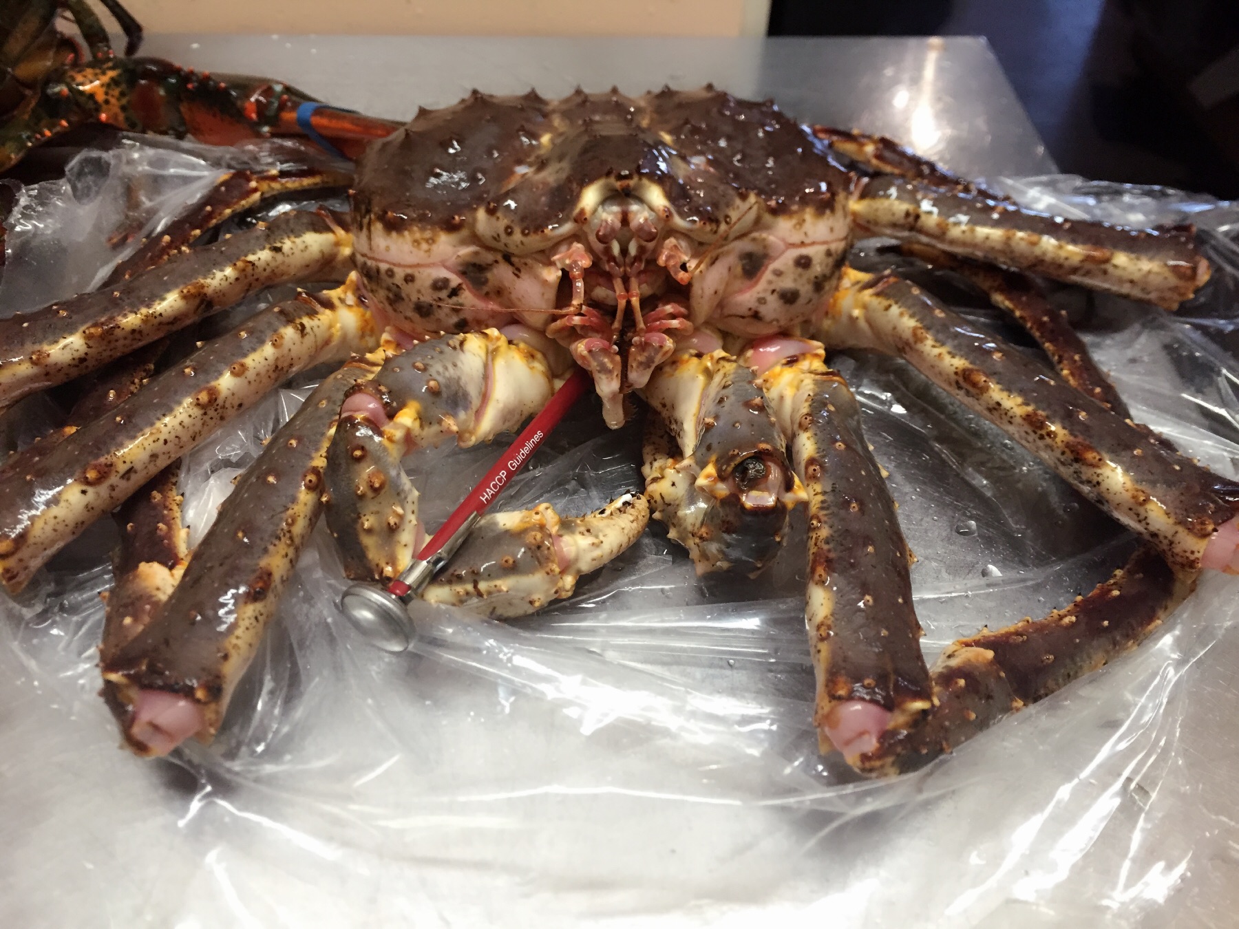 Red King Crab