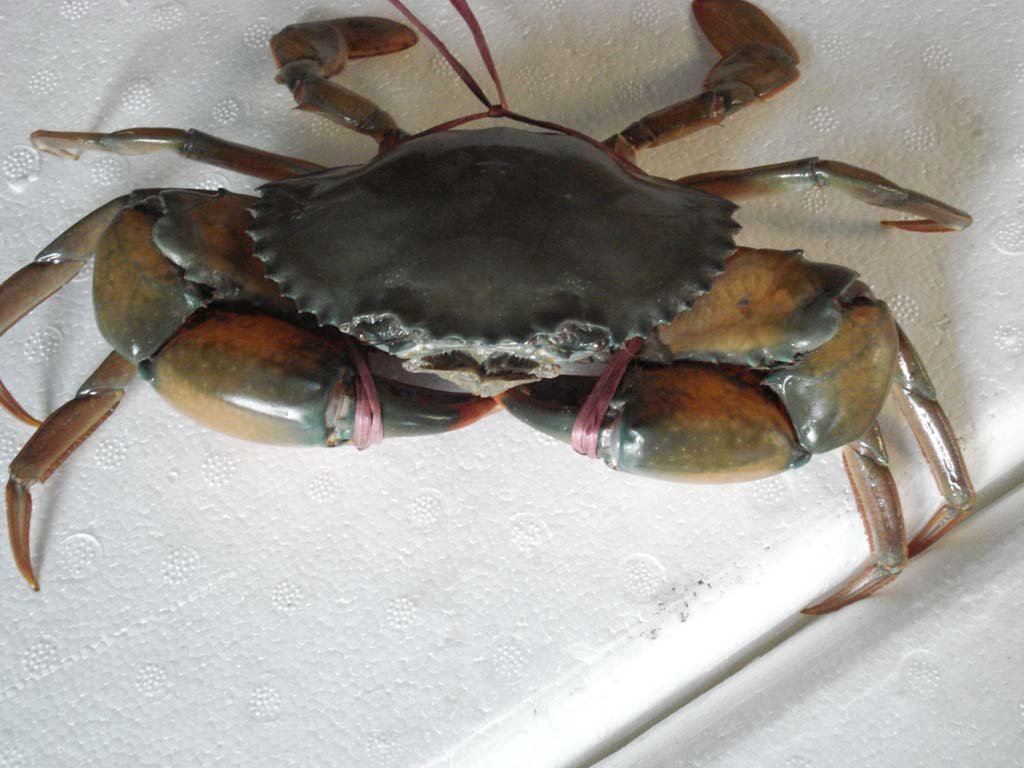 Live Mud Crab