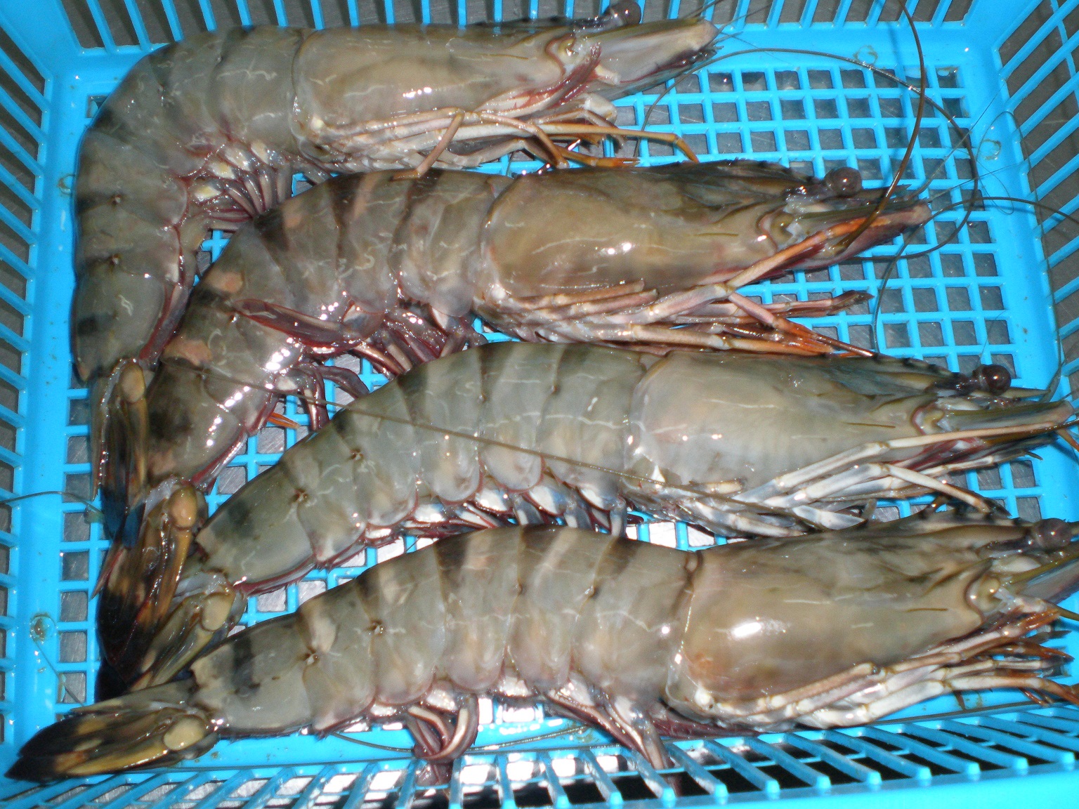 Black Tiger Shrimps