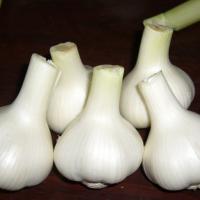 Large picture Fresh garlic