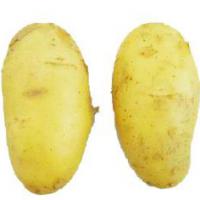Large picture Fresh Potato
