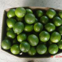 Large picture Lime