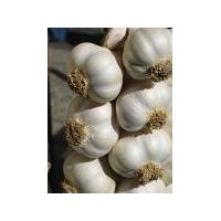 Large picture garlic