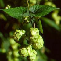 Large picture Hops Flower Extract Humulus lupulus