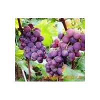 Large picture Grape Seed Extract ,Solanesol,Resveratrol