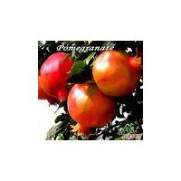 Large picture Pomegranate juice