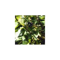 Large picture Black Currant Extract Ribes nigrum