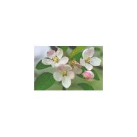 Large picture Apple Extract Pyrus Malus
