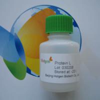 Large picture Protein L