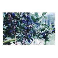 Large picture Sweetberry Anthocyanin