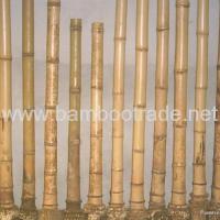 Large picture Dried Bamboo Poles