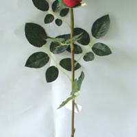 Large picture Artificial Flowers: Rose