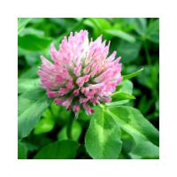Large picture Red colover Extract/Trifolium pratense L.Extract/