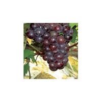 Large picture Grape Seed Extract