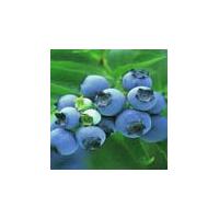 Large picture Blueberry Anthocyanin