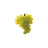 Large picture White grape Juice Concentrate