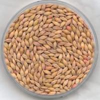 Large picture Barley