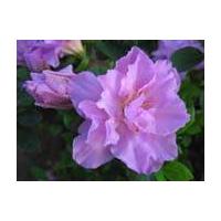 Large picture rhododendron simsii extract (sales6 at lgberry)