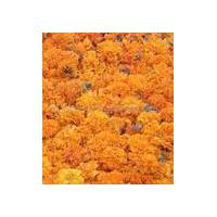 Large picture Lutein, marigold flower extract (sales6 at lgberry