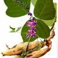 Large picture Kudzu root extract