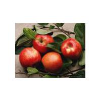 Large picture Apple Extract 60%-98%Phlorizin/30%-90%Polyphenols