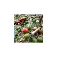 Large picture Green Caffee Bean Extract Chlorogenic Acid