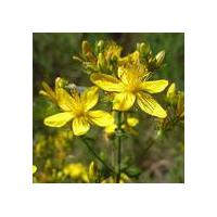 Large picture St. John's Wort Extract.Hypericins 0.3%1%UV.Hyperf