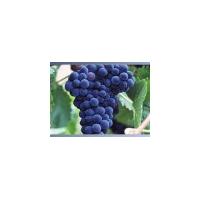Large picture supply Grape skin Extract 5%-50%Resveratrol