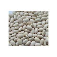 Large picture White Kidney Bean P.E. 20:1, 2% Phaseolin by HPLC