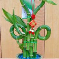 Large picture lucky bamboo bonsai